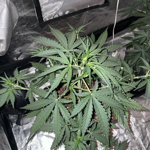 Jack 47 Auto #1 growlog timeline photo