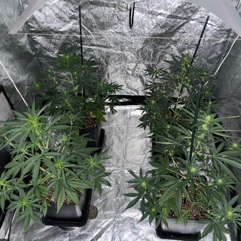 Jack 47 Auto #1 growlog timeline photo