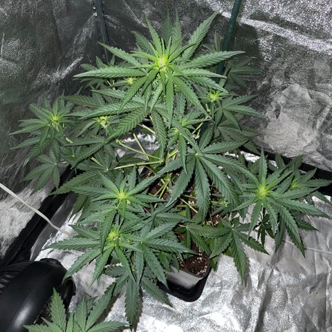 Jack 47 Auto #1 growlog timeline photo