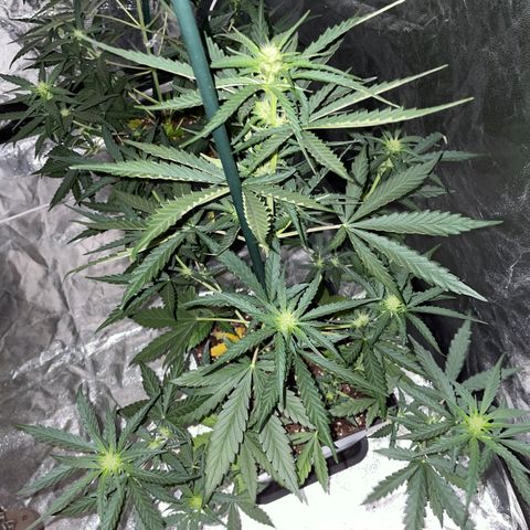 Jack 47 Auto #1 growlog timeline photo