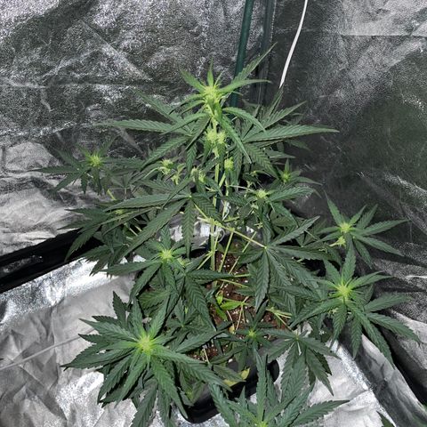 Jack 47 Auto #1 growlog timeline photo