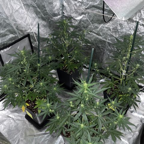 Jack 47 Auto #1 growlog timeline photo