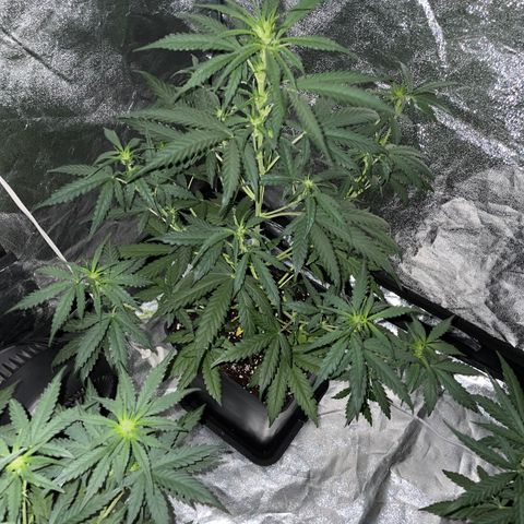 Jack 47 Auto #1 growlog timeline photo