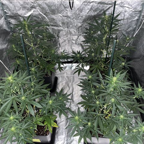 Jack 47 Auto #1 growlog timeline photo