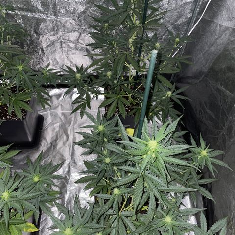 Jack 47 Auto #1 growlog timeline photo