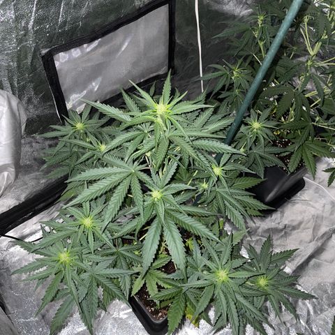 Jack 47 Auto #1 growlog timeline photo