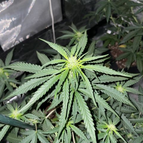 Jack 47 Auto #1 growlog timeline photo