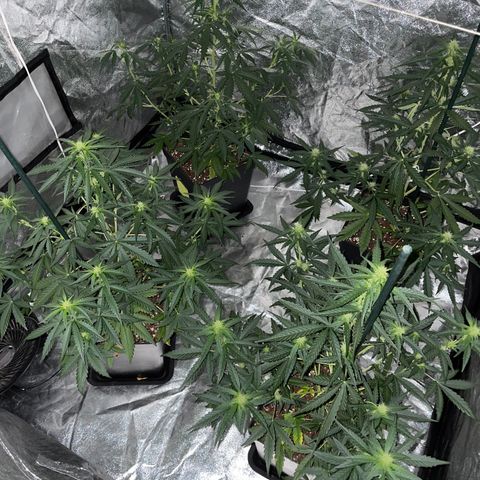 Jack 47 Auto #1 growlog timeline photo