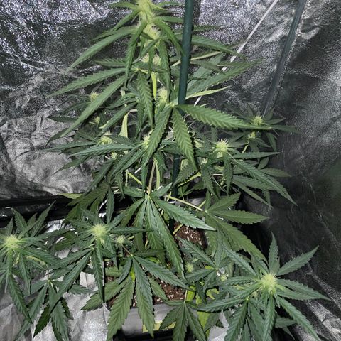 Jack 47 Auto #1 growlog timeline photo