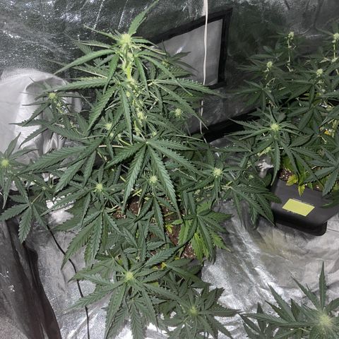 Jack 47 Auto #1 growlog timeline photo