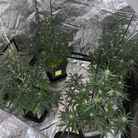 Jack 47 Auto #1 growlog timeline photo