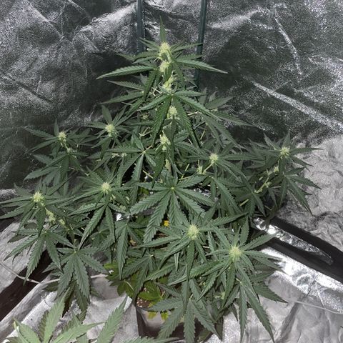 Jack 47 Auto #1 growlog timeline photo
