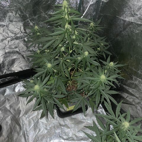Jack 47 Auto #1 growlog timeline photo