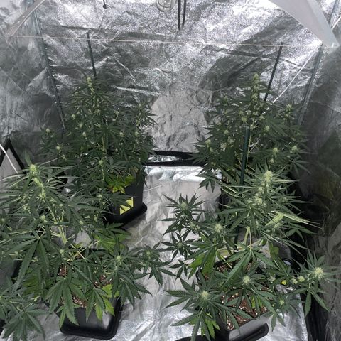 Jack 47 Auto #1 growlog timeline photo