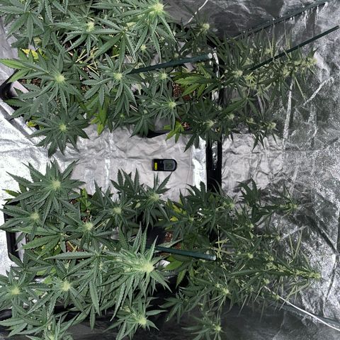 Jack 47 Auto #1 growlog timeline photo