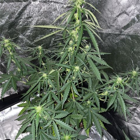 Jack 47 Auto #1 growlog timeline photo