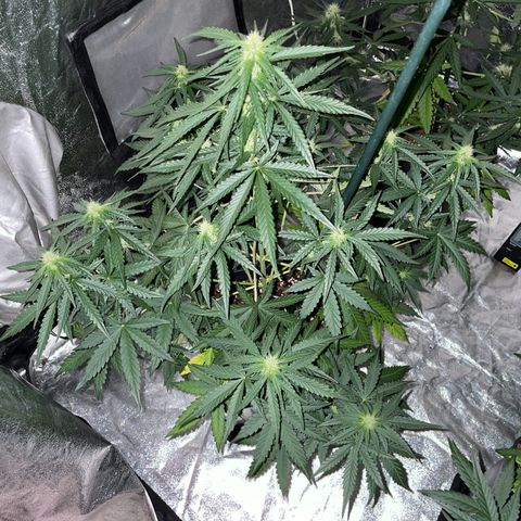 Jack 47 Auto #1 growlog timeline photo