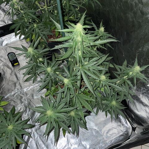 Jack 47 Auto #1 growlog timeline photo