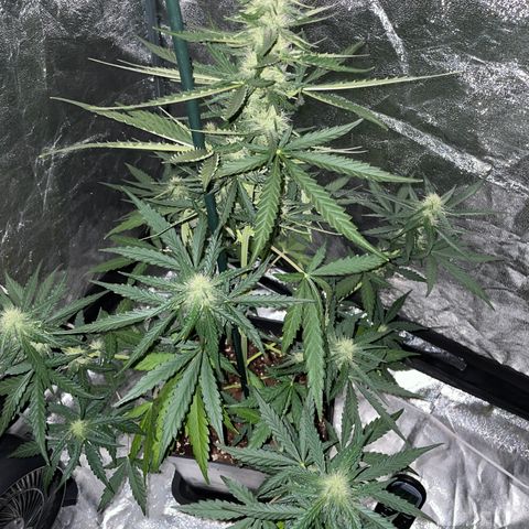 Jack 47 Auto #1 growlog timeline photo