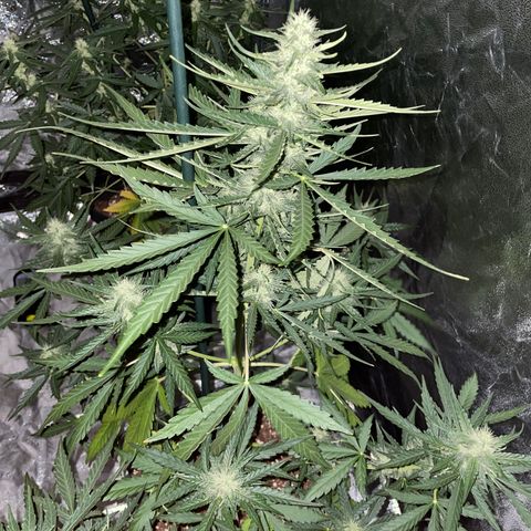 Jack 47 Auto #1 growlog timeline photo
