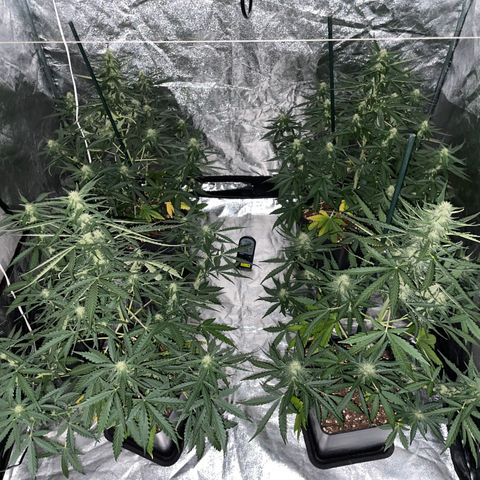 Jack 47 Auto #1 growlog timeline photo
