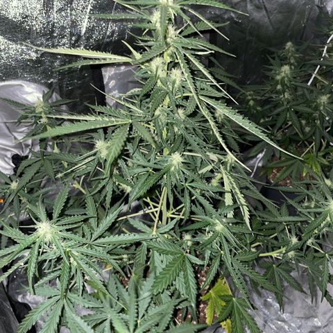 Jack 47 Auto #1 growlog timeline photo