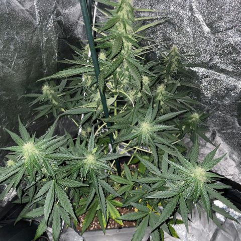 Jack 47 Auto #1 growlog timeline photo