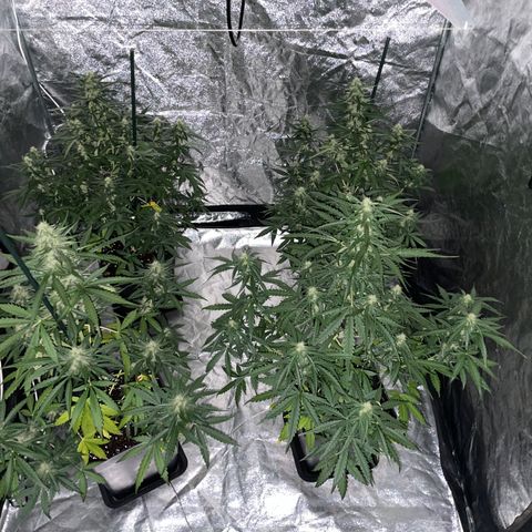 Jack 47 Auto #1 growlog timeline photo