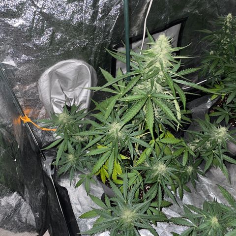 Jack 47 Auto #1 growlog timeline photo