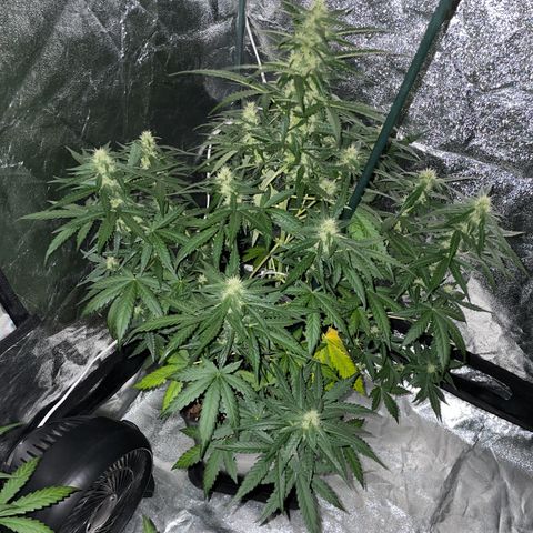 Jack 47 Auto #1 growlog timeline photo