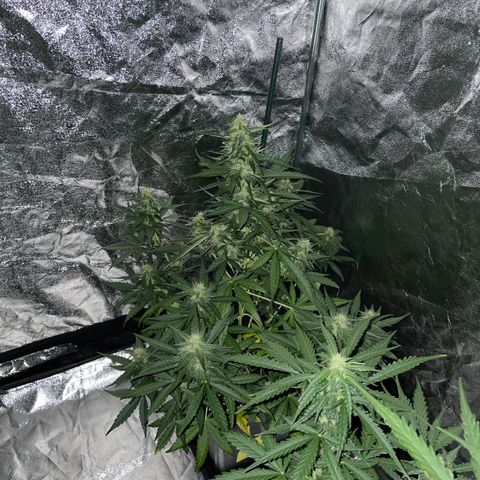 Jack 47 Auto #1 growlog timeline photo