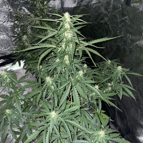 Jack 47 Auto #1 growlog timeline photo