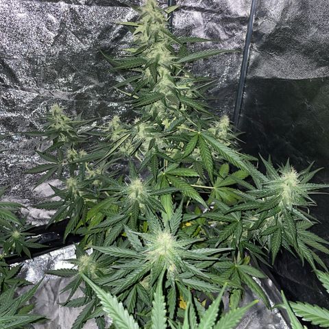 Jack 47 Auto #1 growlog timeline photo