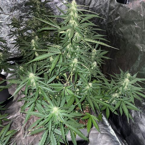 Jack 47 Auto #1 growlog timeline photo