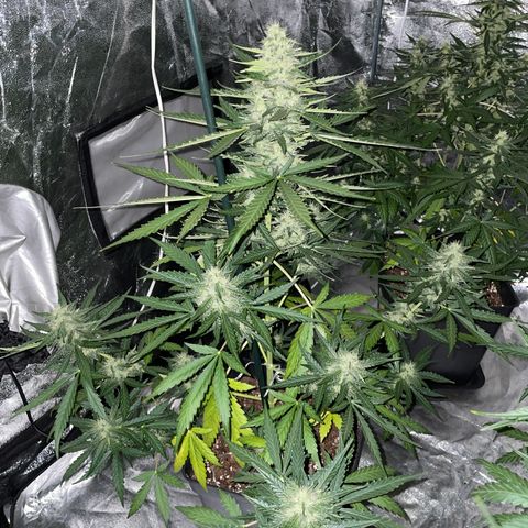 Jack 47 Auto #1 growlog timeline photo