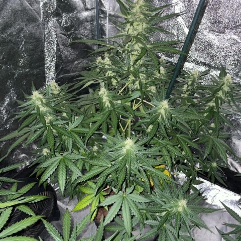 Jack 47 Auto #1 growlog timeline photo