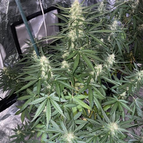 Jack 47 Auto #1 growlog timeline photo