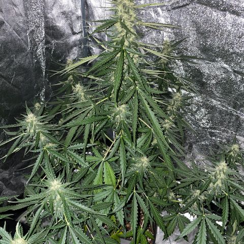 Jack 47 Auto #1 growlog timeline photo