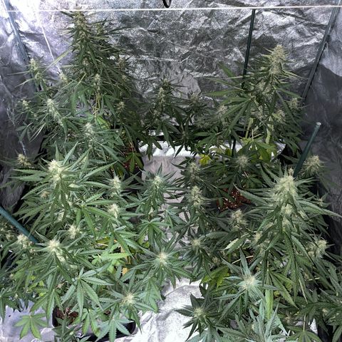 Jack 47 Auto #1 growlog timeline photo