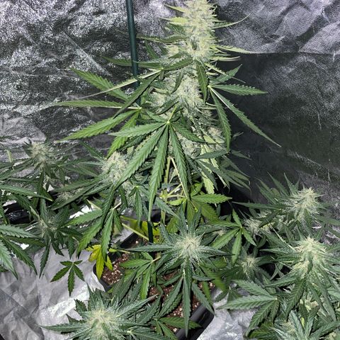 Jack 47 Auto #1 growlog timeline photo