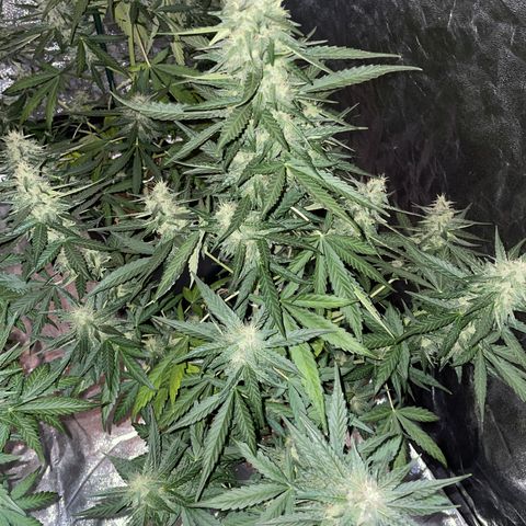 Jack 47 Auto #1 growlog timeline photo