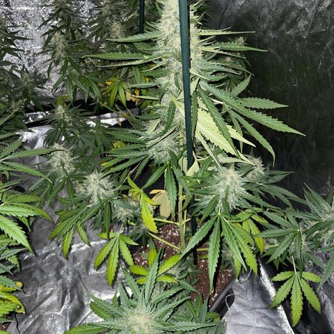 Jack 47 Auto #1 growlog timeline photo