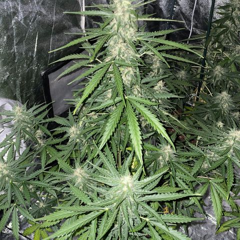 Jack 47 Auto #1 growlog timeline photo