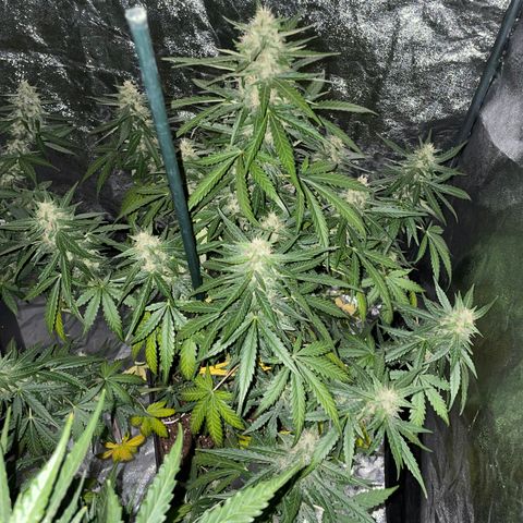 Jack 47 Auto #1 growlog timeline photo