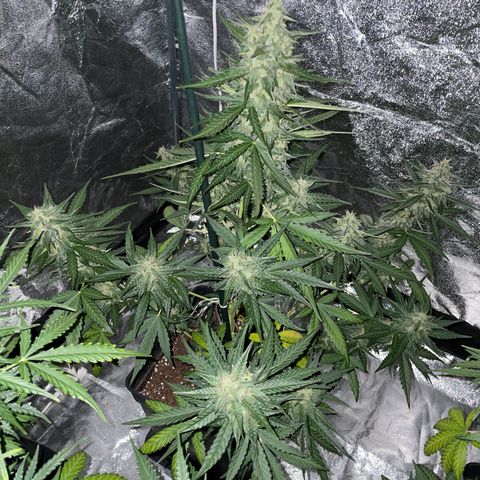 Jack 47 Auto #1 growlog timeline photo