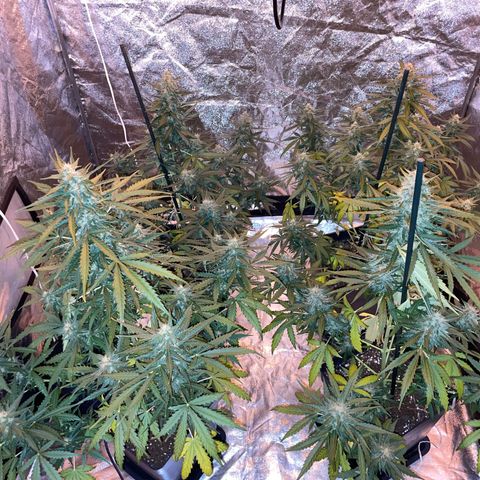 Jack 47 Auto #1 growlog timeline photo