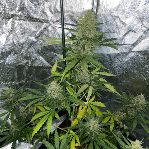 Jack 47 Auto #1 growlog timeline photo