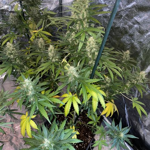 Jack 47 Auto #1 growlog timeline photo