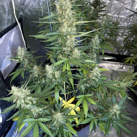 Jack 47 Auto #1 growlog timeline photo