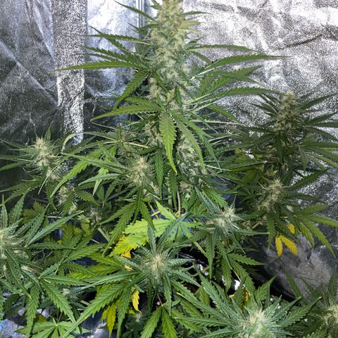 Jack 47 Auto #1 growlog timeline photo